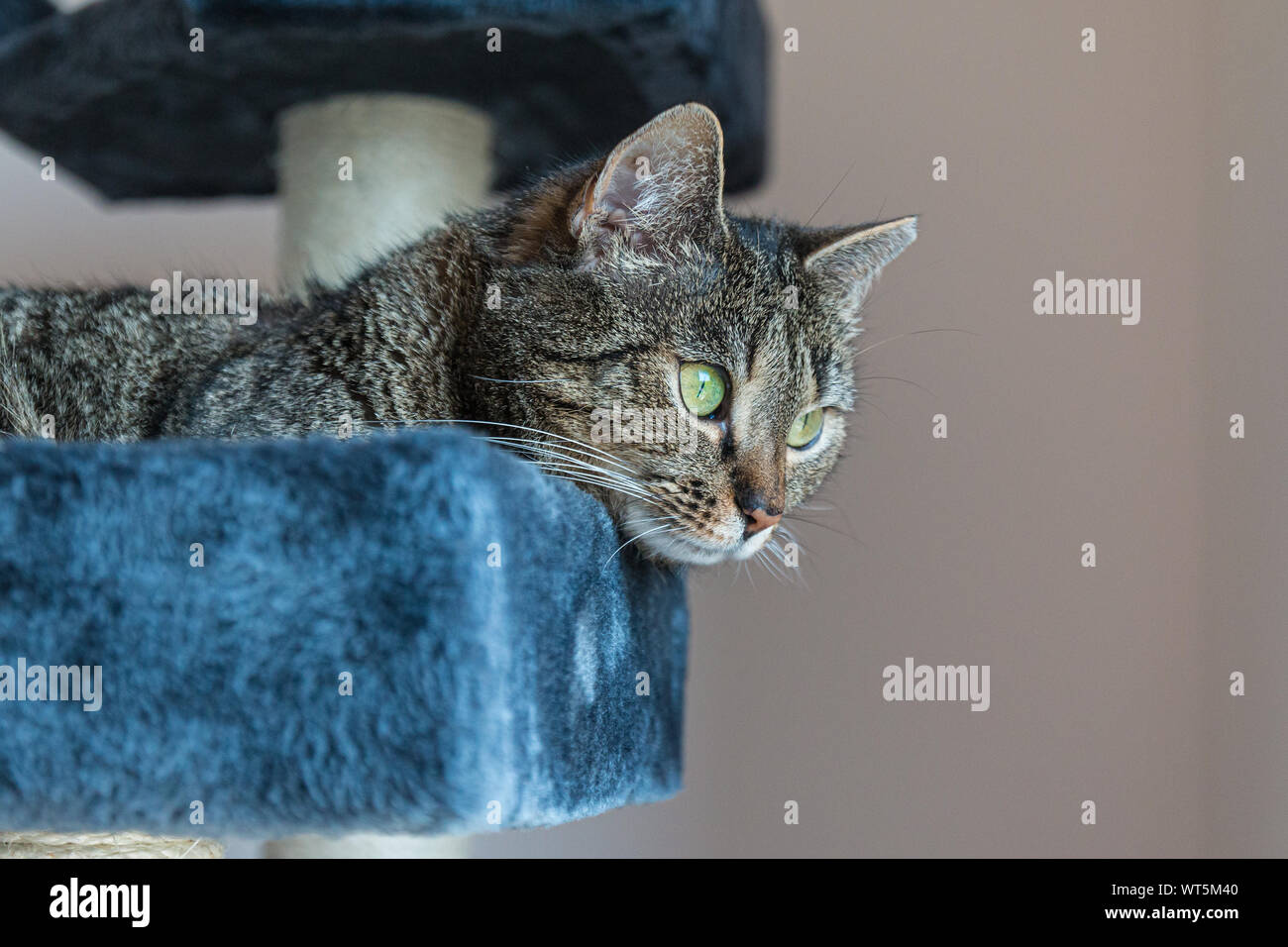 Katze lag auf einem Scratcher Stockfoto