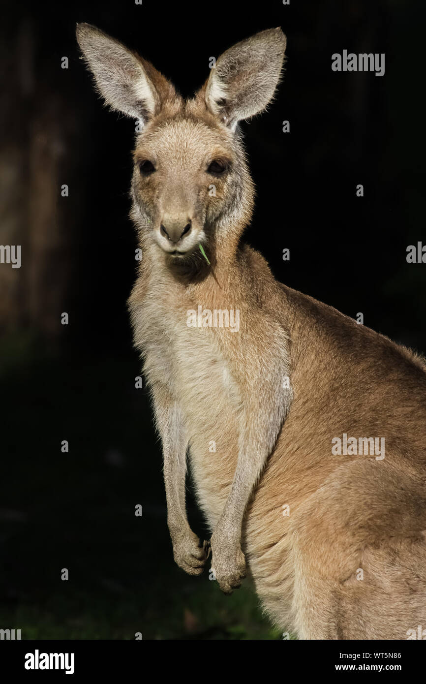 Wallaby lying Fotos und Bildmaterial in hoher Auflösung Alamy