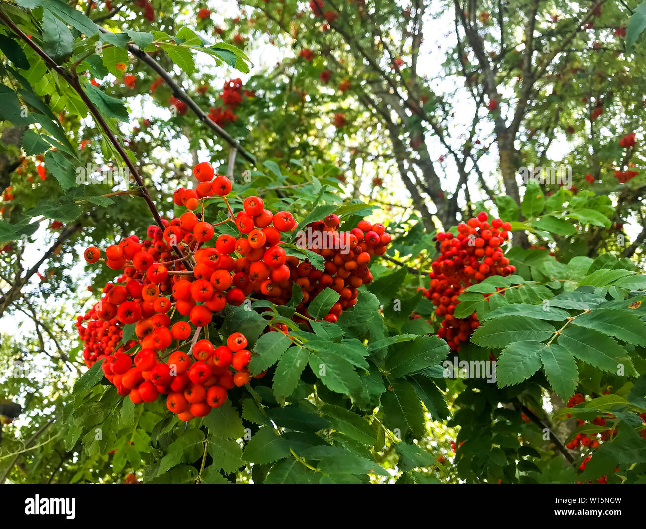 Rote Vogelbeeren mit Blättern auf Ästen. Studio Foto Stockfoto