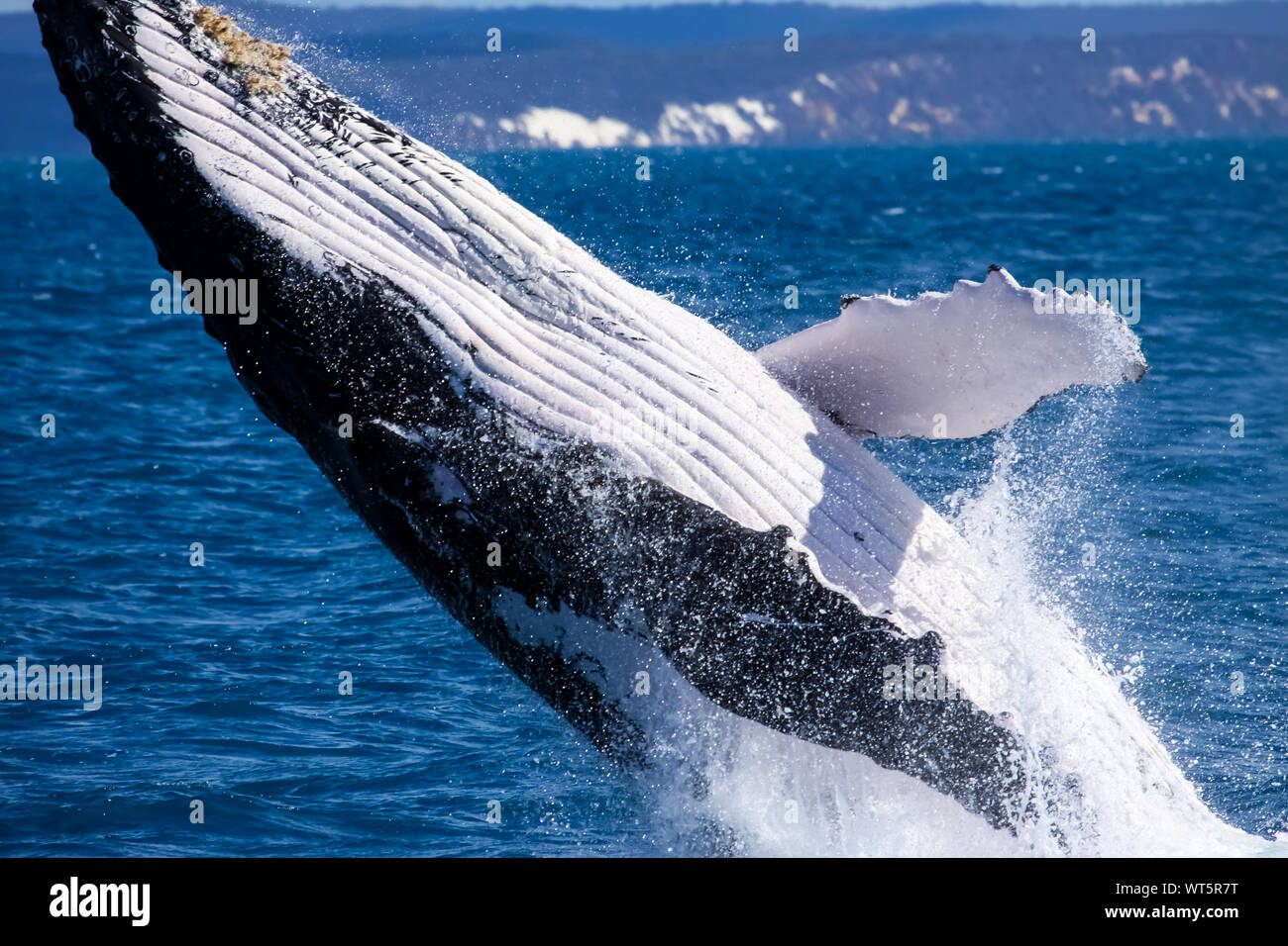Buckelwal verletzen, Hervey Bay, Queensland Stockfoto