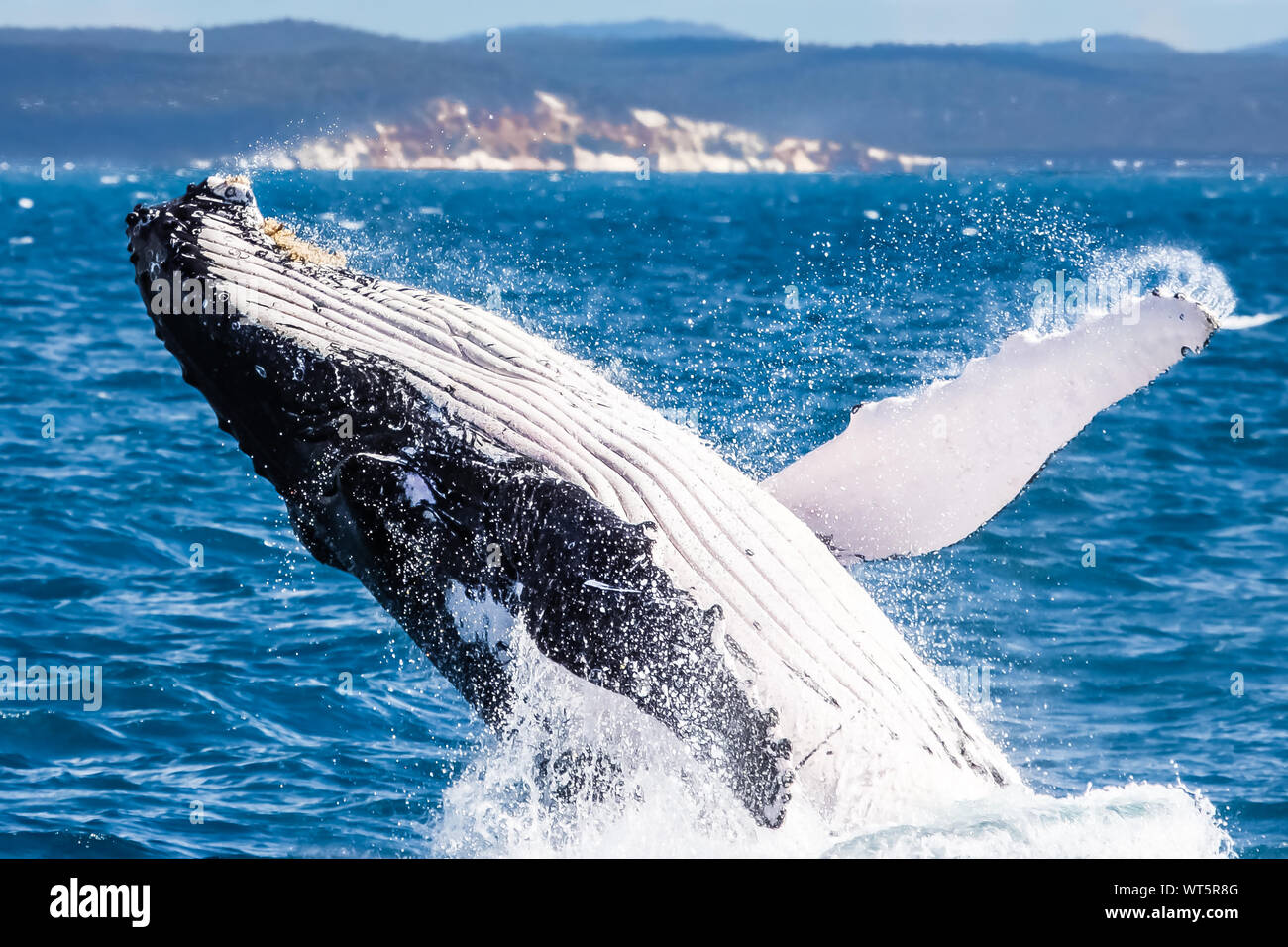 Buckelwal verletzen, Hervey Bay, Queensland Stockfoto