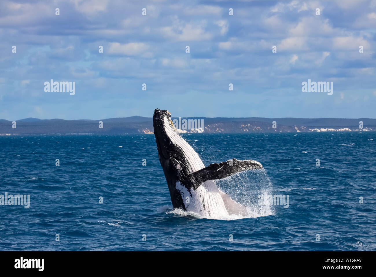 Buckelwal verletzen, Hervey Bay, Queensland Stockfoto