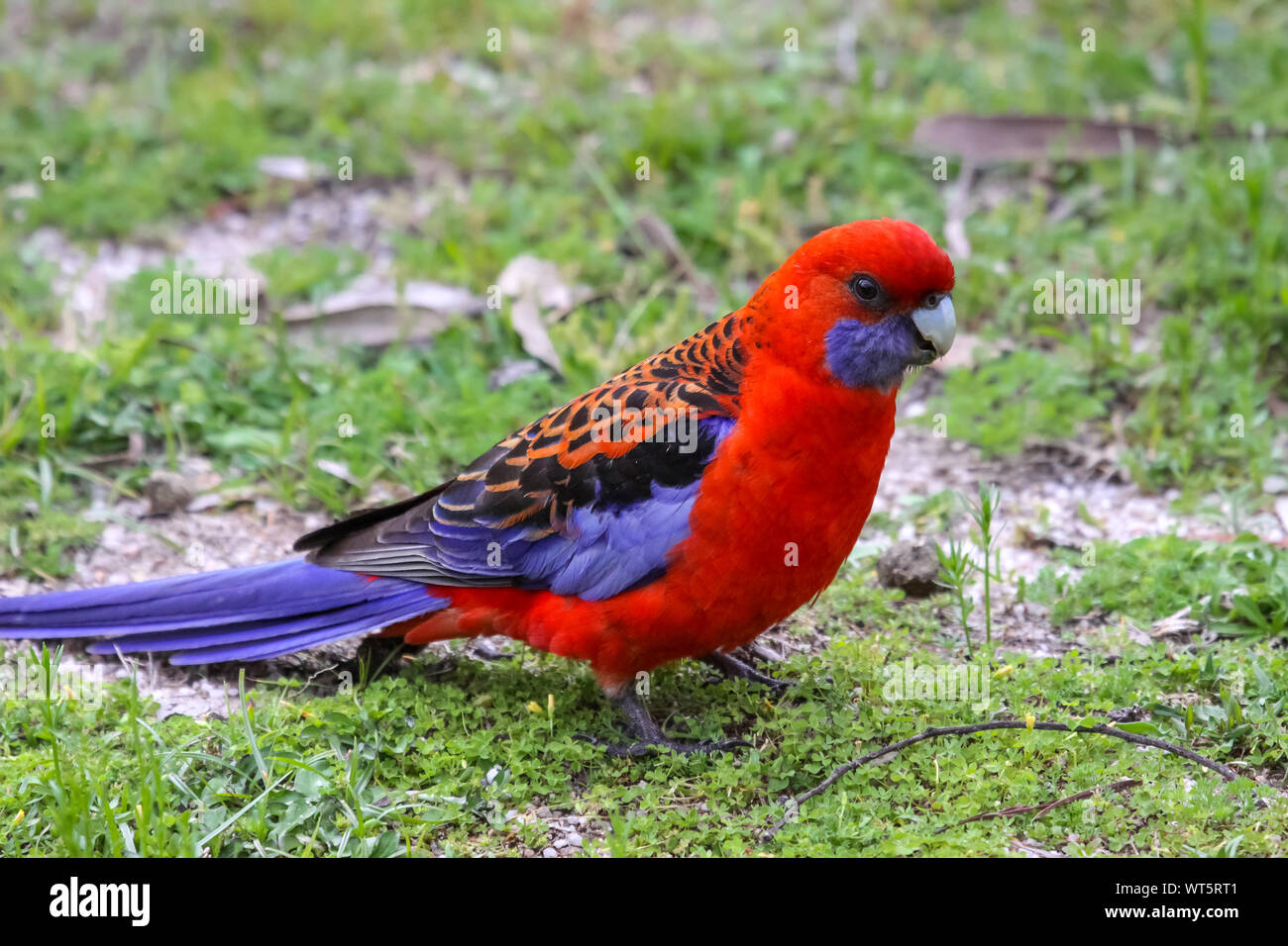 Nahaufnahme eines Crimson Rosella am Boden, girraween National Park, Queensland, Australien Stockfoto