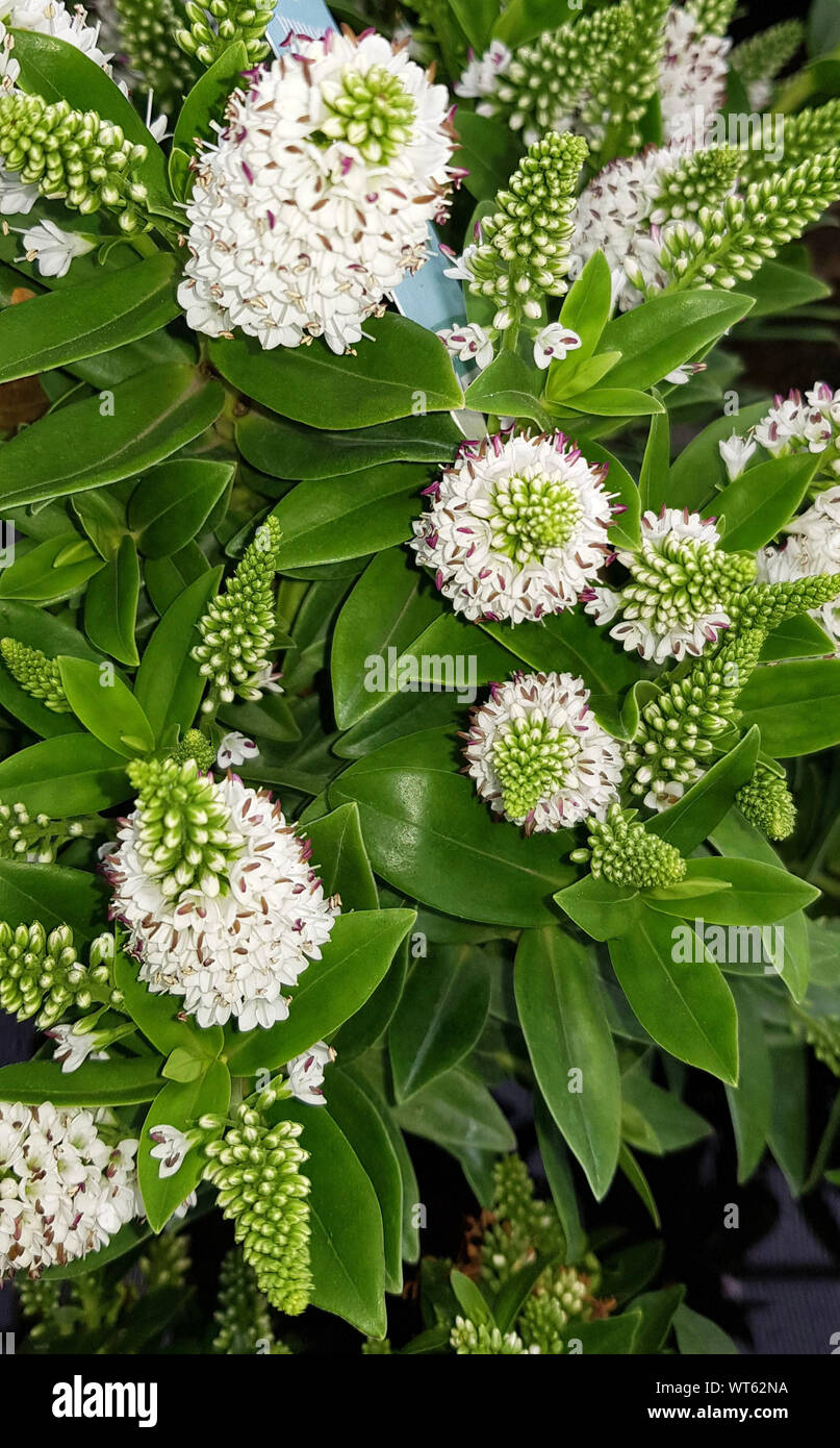 Hebe Anlage mit Blumen im Garten Stockfotografie Alamy