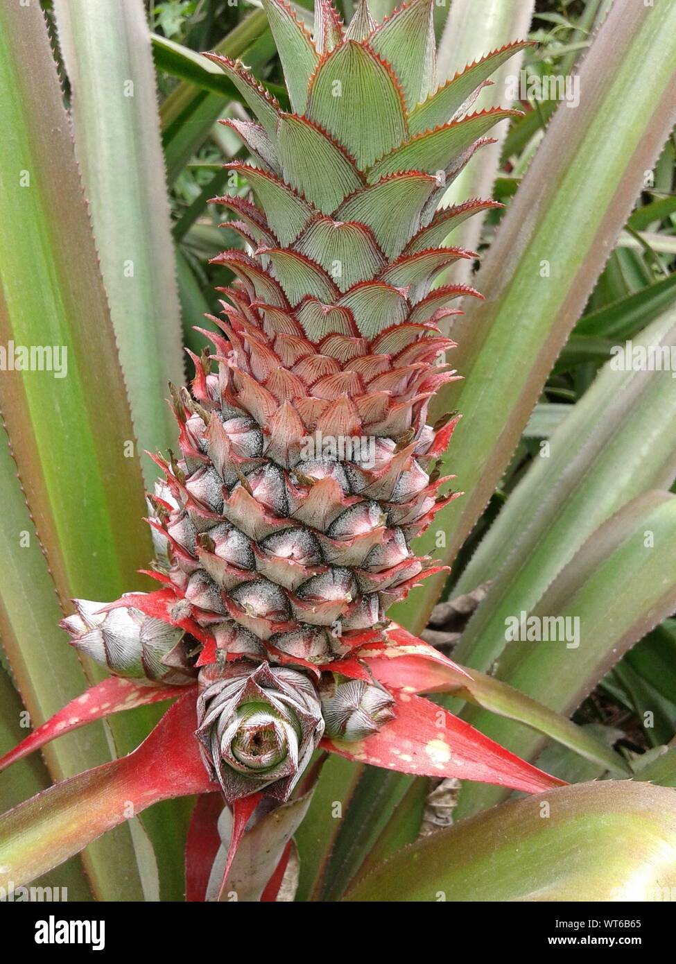 Close-up von Ananas Pflanze, die auf dem Feld Stockfoto