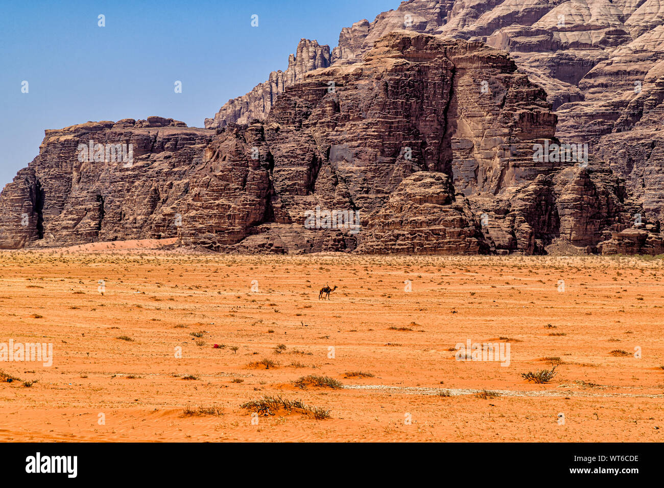 Einsame Kamel zu Fuß durch die Wüste vor der schroffen Felsformationen im Wadi Rum geschützten Bereich von Jordanien Stockfoto