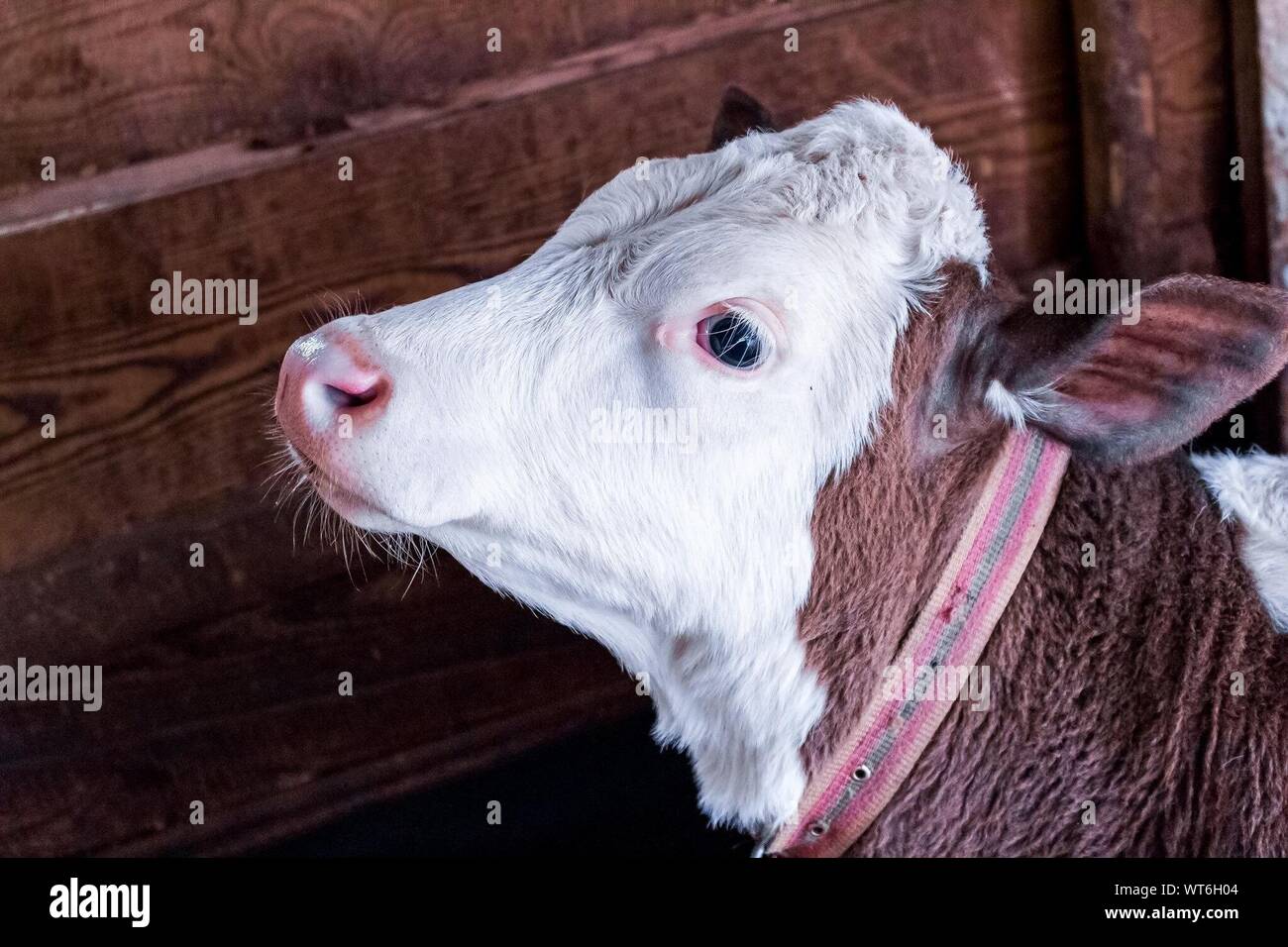 Brown Cow Stable Stockfotos und bilder Kaufen Alamy
