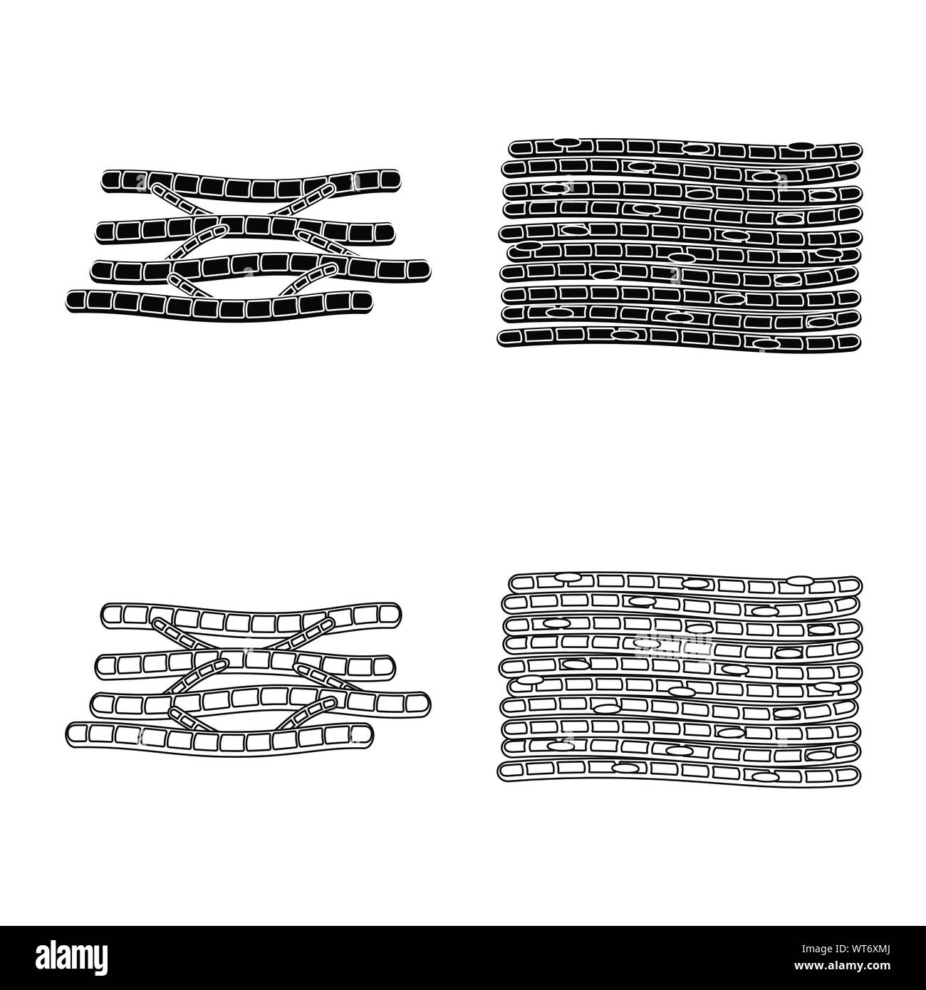 Vector Illustration der Faser und muskulös. Sammlung von Faser- und Körper vektor Symbol für das Lager. Stock Vektor