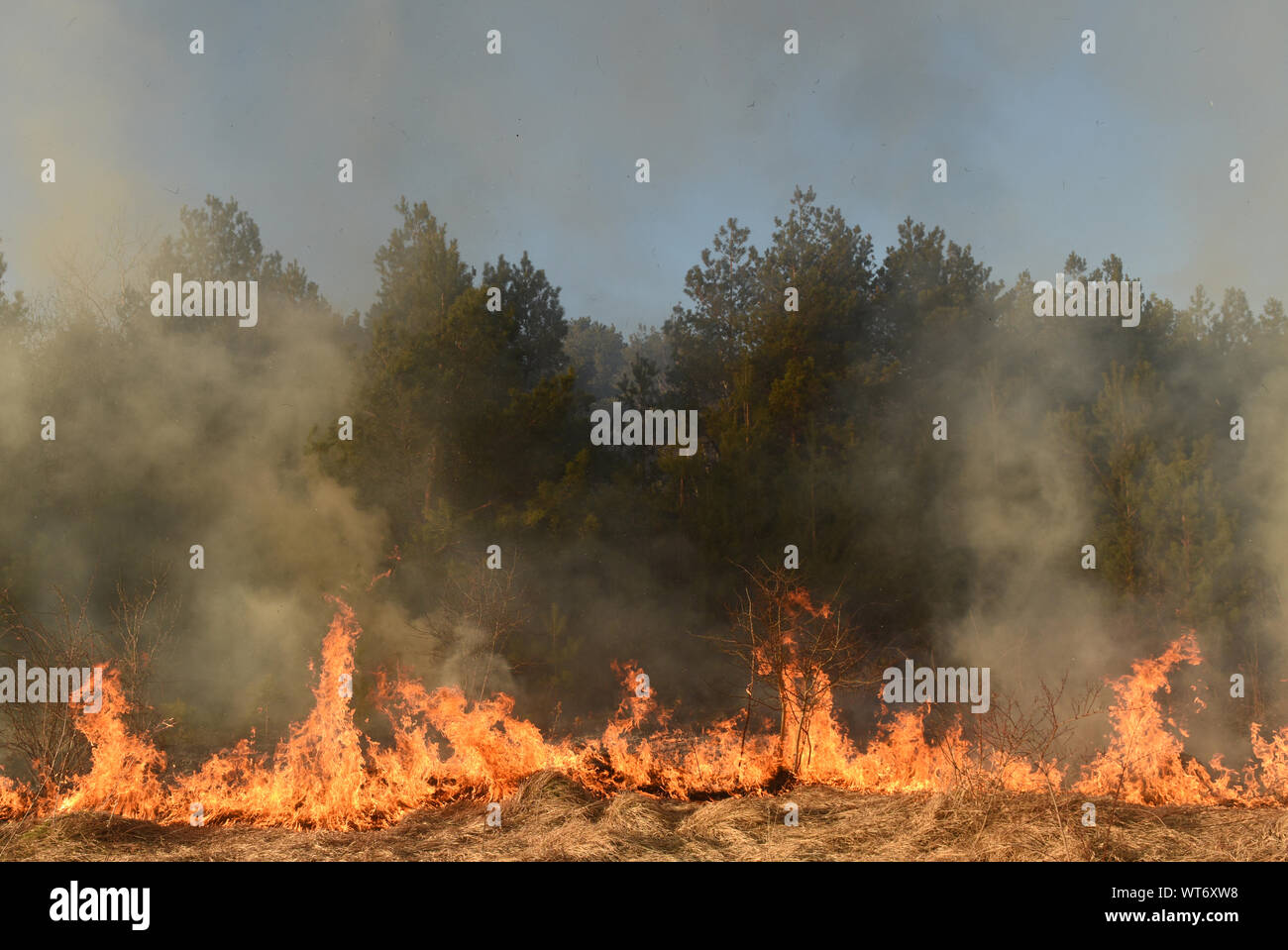 Wildfire, Wald, Feuer, brennende Wald, Feld Brand, Stockfoto