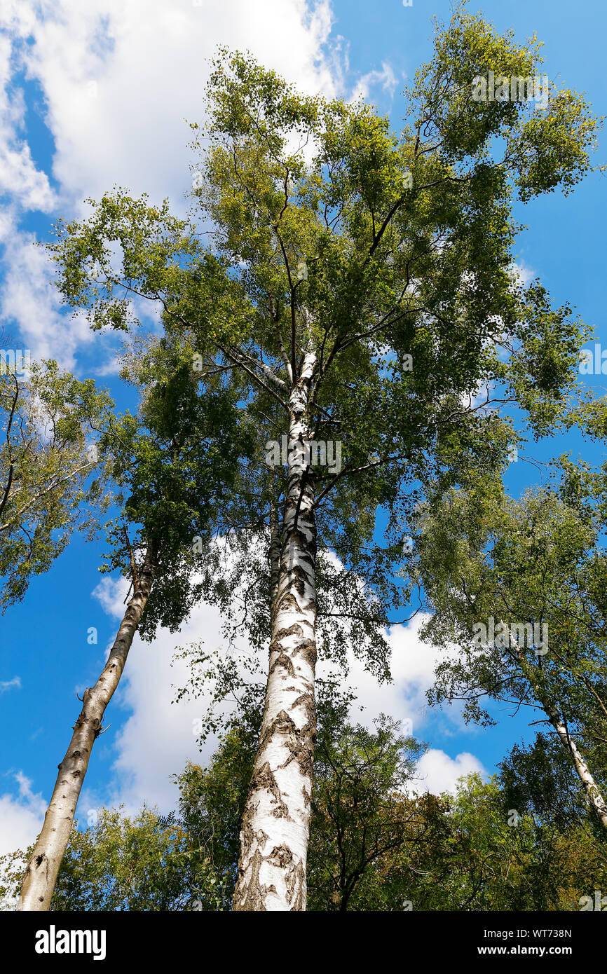 Silberbirke (Betula pendula) Wächst in Grass Wood Naturschutzgebiet Grassington North Yorkshire Stockfoto