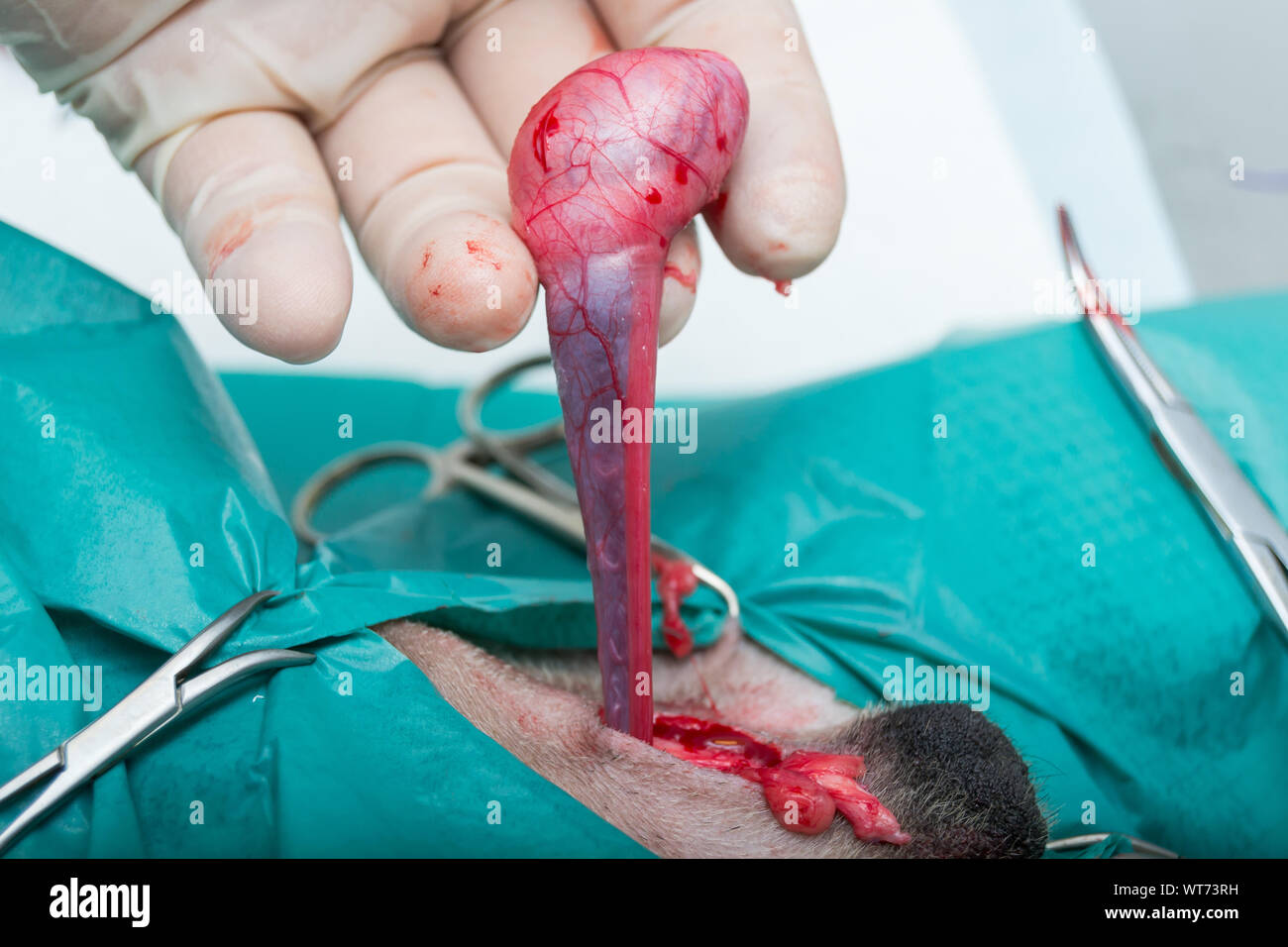 Testicles Anatomy Stockfotos und bilder Kaufen Alamy
