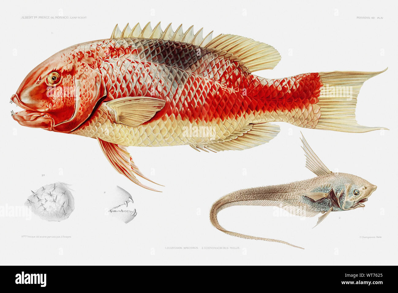 Hogfish und gerippte Fisch - Vintage Abbildung von Carl Chun zoologischen Arbeiten Stockfoto