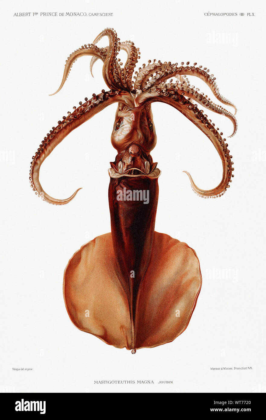 Squid-Vintage Abbildung von Carl Chun zoologischen Arbeiten Stockfoto