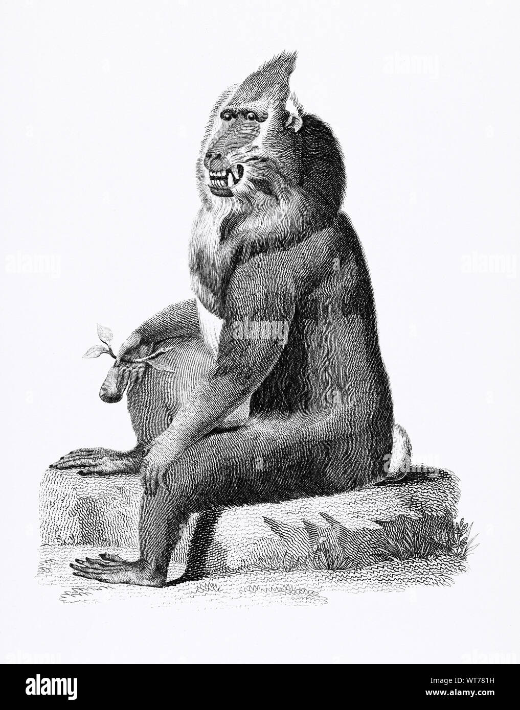 George Shaw (1751-1813) - Bunte Pavian aus Zoologischen Vorlesungen an der Royal Institution in den Jahren 1806-7 Stockfoto