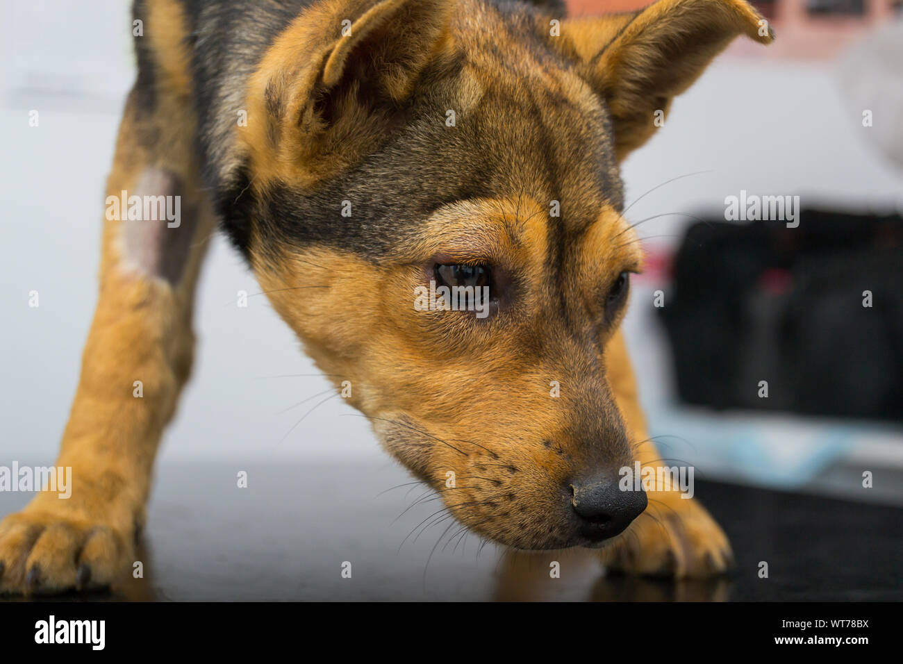 Hund mit anaphylaktische Reaktion nach Vitamin K-Einspritzung  Stockfotografie - Alamy