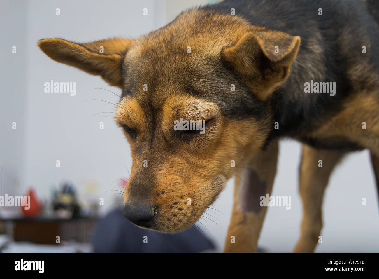 Hund mit anaphylaktische Reaktion nach Vitamin K-Einspritzung  Stockfotografie - Alamy