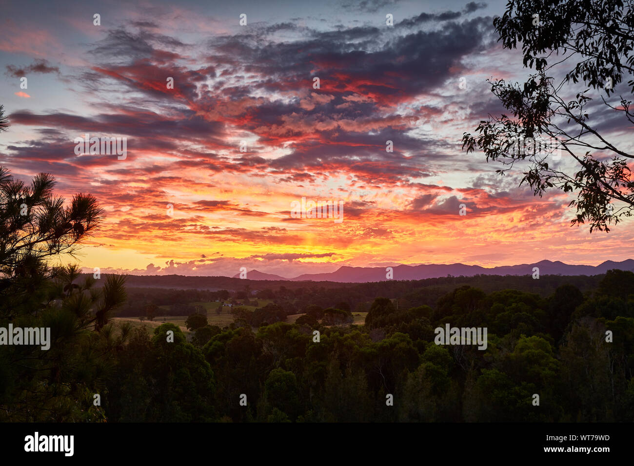 Die sonnen Licht auf Wolken reflektiert kurz nach Sonnenuntergang über einem Wald mit der Great Dividing Range im Hintergrund von Repton, NSW, Australien Stockfoto