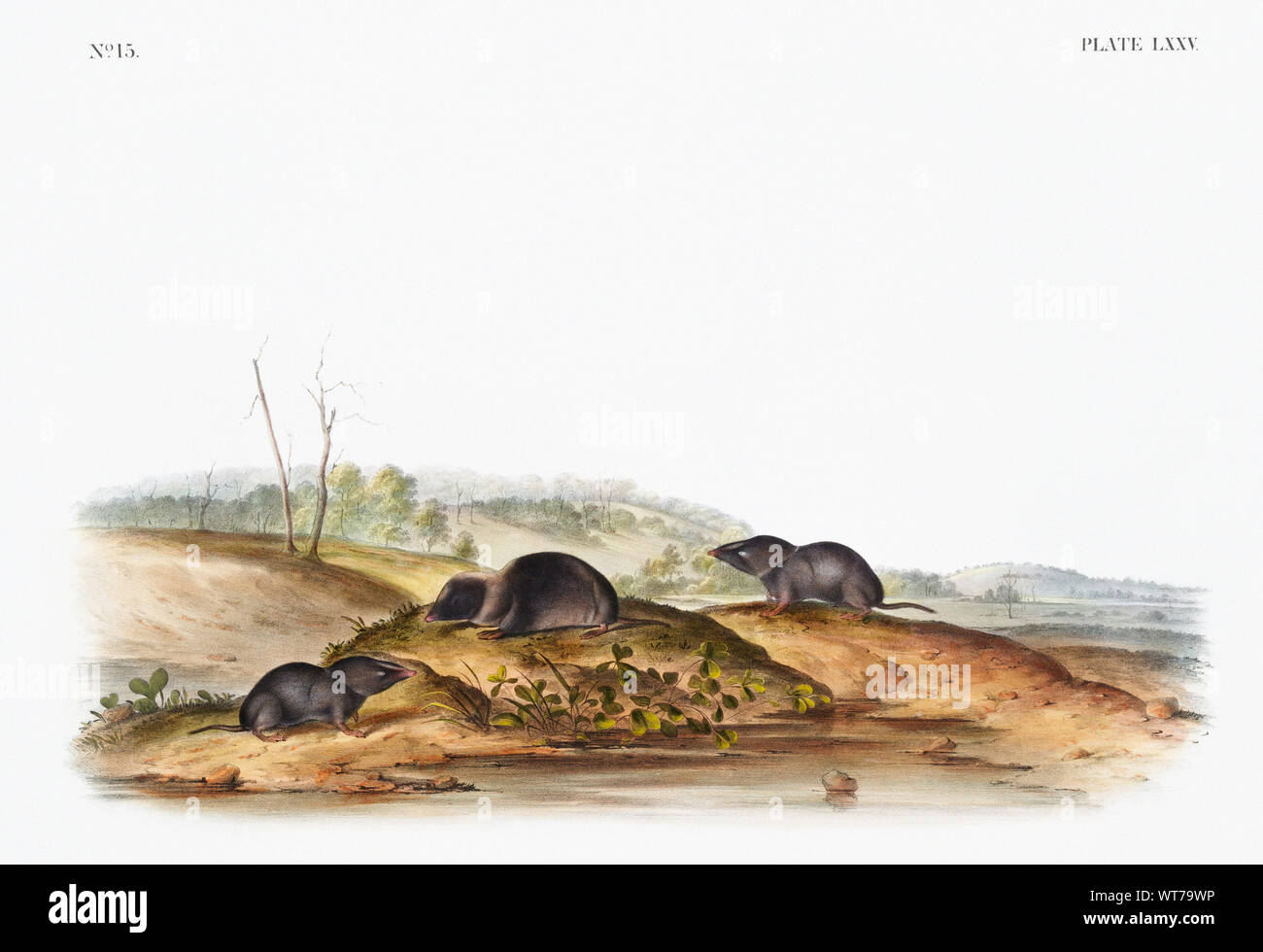John Boyne (1812-1862) - Carolina Waldspitzmaus (Sorex Carolinensis) von den lebendgebärenden Vierbeiner von Nordamerika (1845) Stockfoto