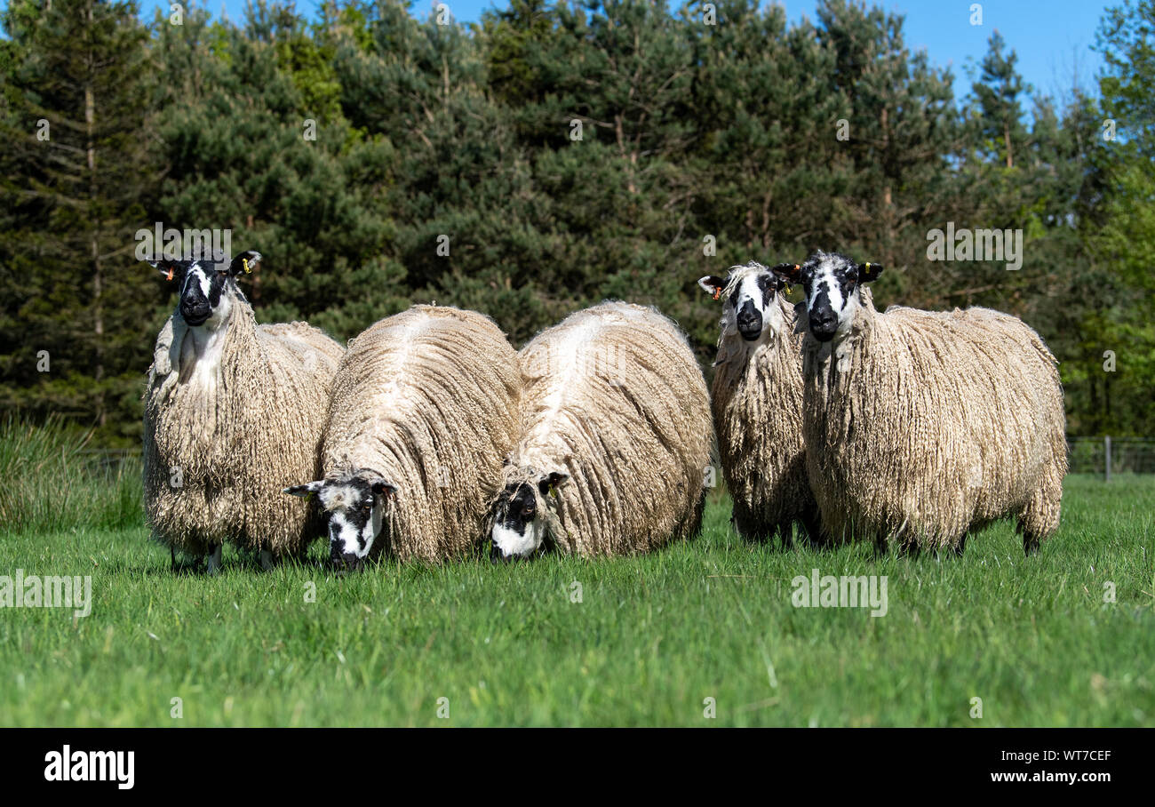 Masham Ewes Stockfotos und -bilder Kaufen - Alamy