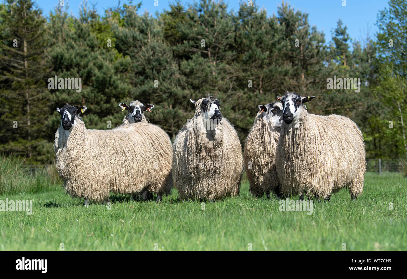 Crossbred wool ewes -Fotos und -Bildmaterial in hoher Auflösung – Alamy
