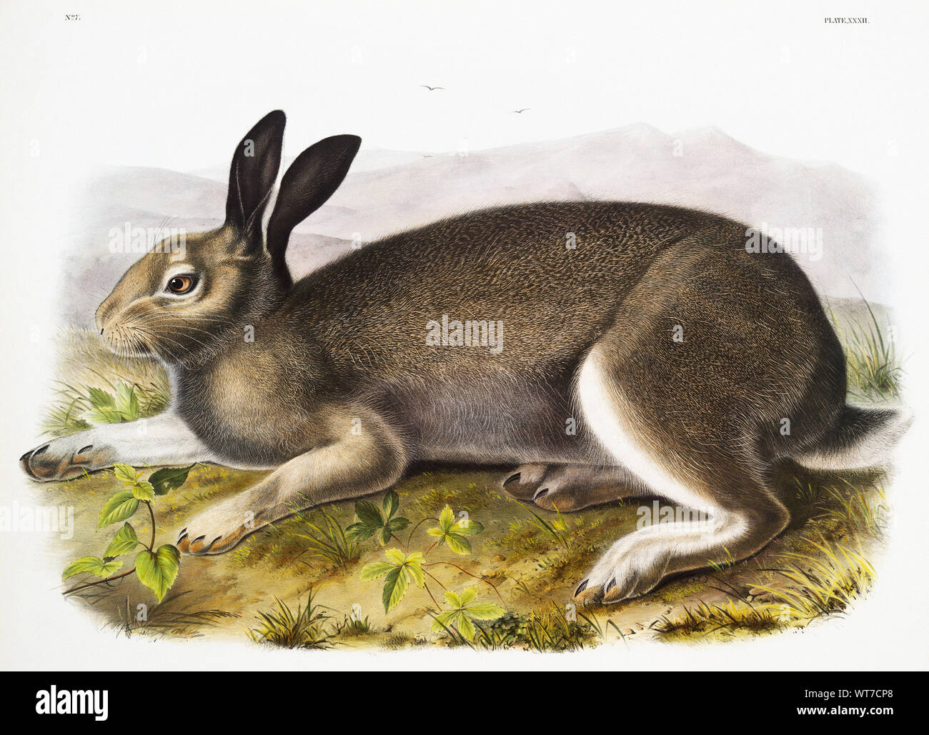 John Boyne (1812-1862) - Polar Hare (Lepus Glacialis) von den lebendgebärenden Vierbeiner von Nordamerika (1845) Stockfoto