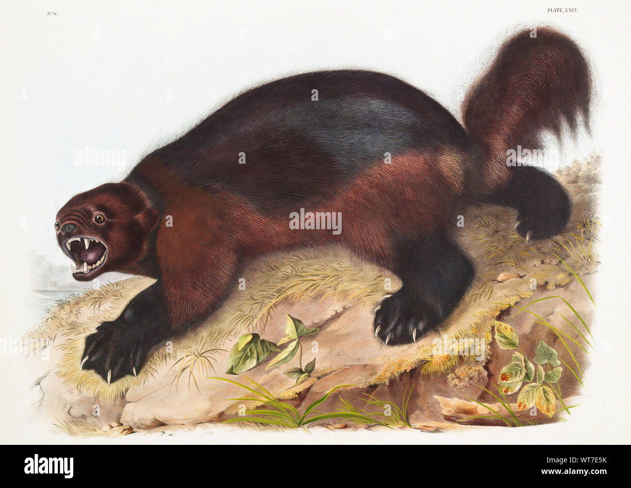 John Boyne (1812-1862) - Wolverine (gulo Luscus) von den lebendgebärenden Vierbeiner von Nordamerika (1845) Stockfoto