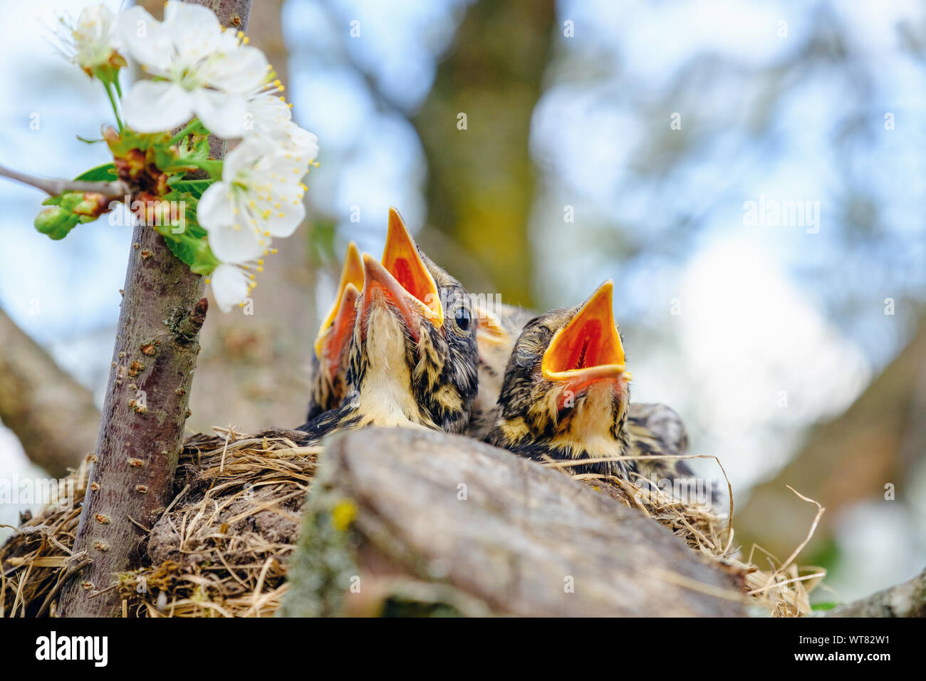 Vögel brüten in Nest auf blühenden Baum, baby Vögel, Nesting, mit großen, offenen orange Schnabel warten bei der Zuführung. Stockfoto