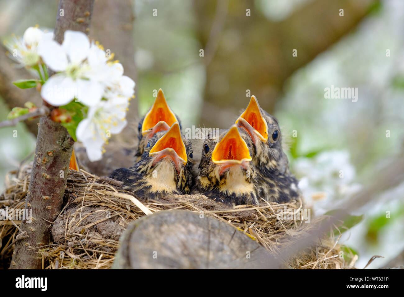 Gruppe von Baby Vogel mit weit geöffneten Mund warten bei der Zuführung. Eingebettet Vogel mit orangefarbenen Schnabel auf einen Baum in der Blüte Baum schließen oben. Stockfoto