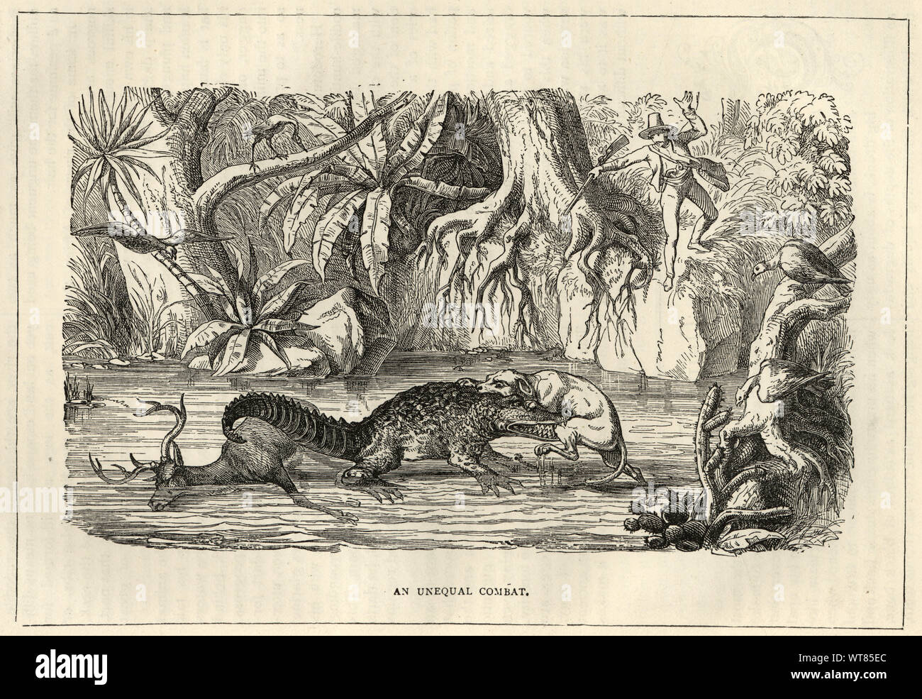 Vintage Gravur einer Jagd Hund angreift, ein Krokodil über den Kadaver eines toten Hirsch, 19. Jahrhundert Stockfoto