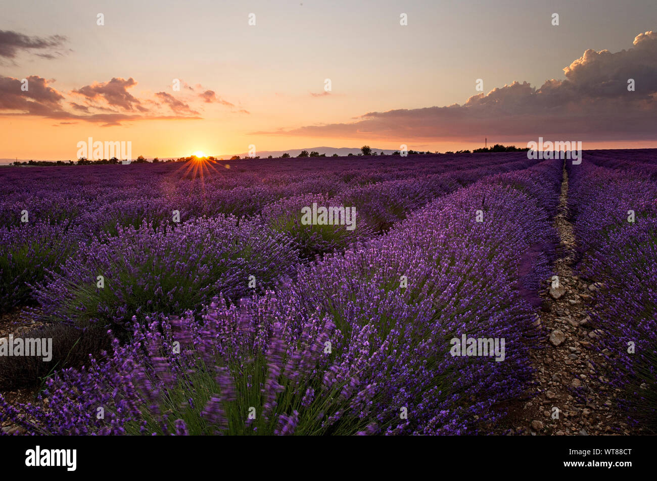 Sonnenuntergang in den Reihen der Lavendel in der Provence, Frankreich. Malerische land Szenen gefunden im gesamten Süden Frankreichs. Valensole Stockfoto