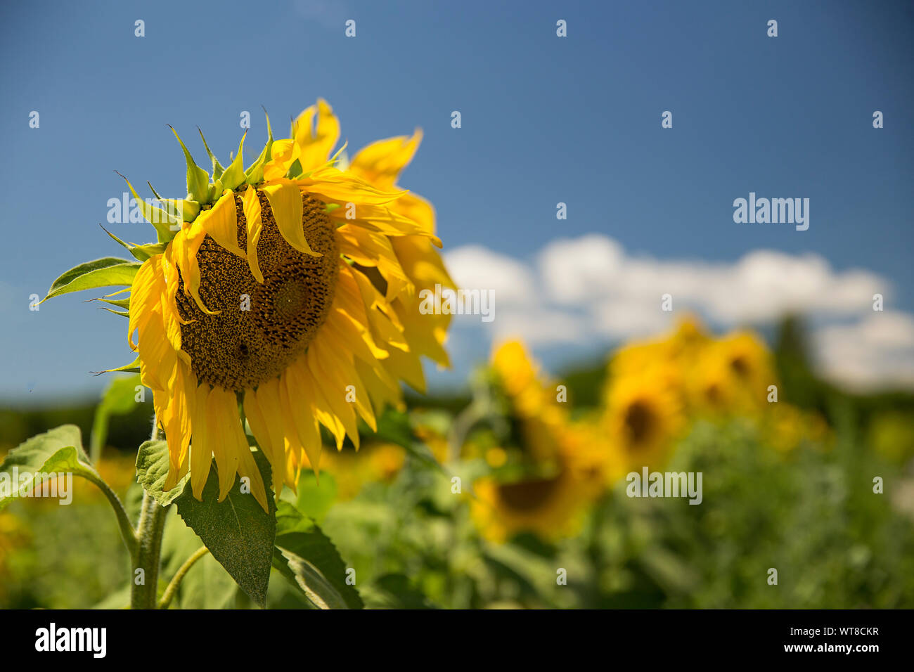 Hell und gelbe Sonnenblumen wachsen in Hülle und Fülle im Süden von Frankreich, Provence, Valensole. Lokale Bauern wachsen Sie in Hülle und Fülle an der Seite von Lavendel. Stockfoto