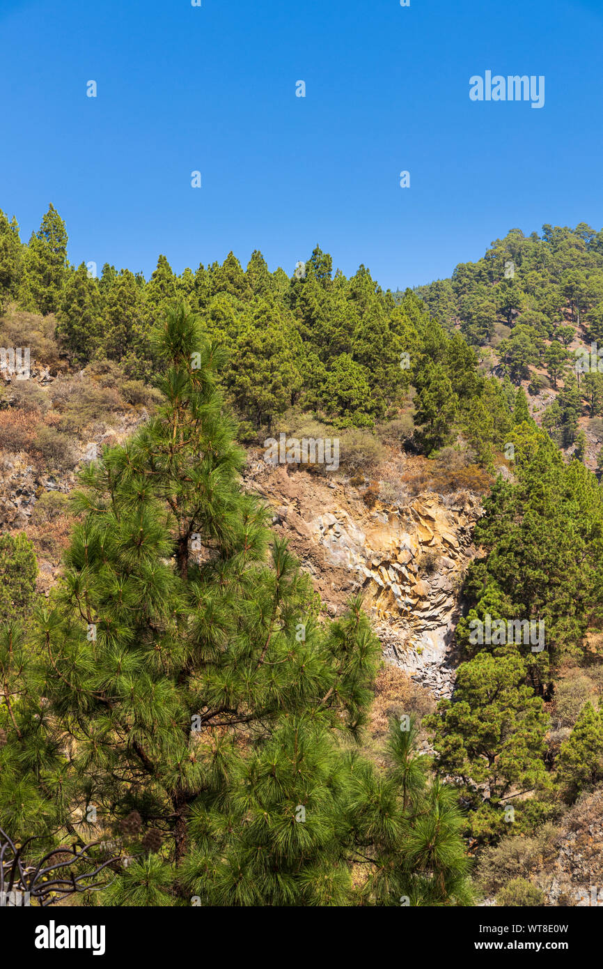 Wanderwege und Pfade durch Barrancos und Kiefernwald in der Araya Gegend von Teneriffa, Kanarische Inseln, Spanien Stockfoto