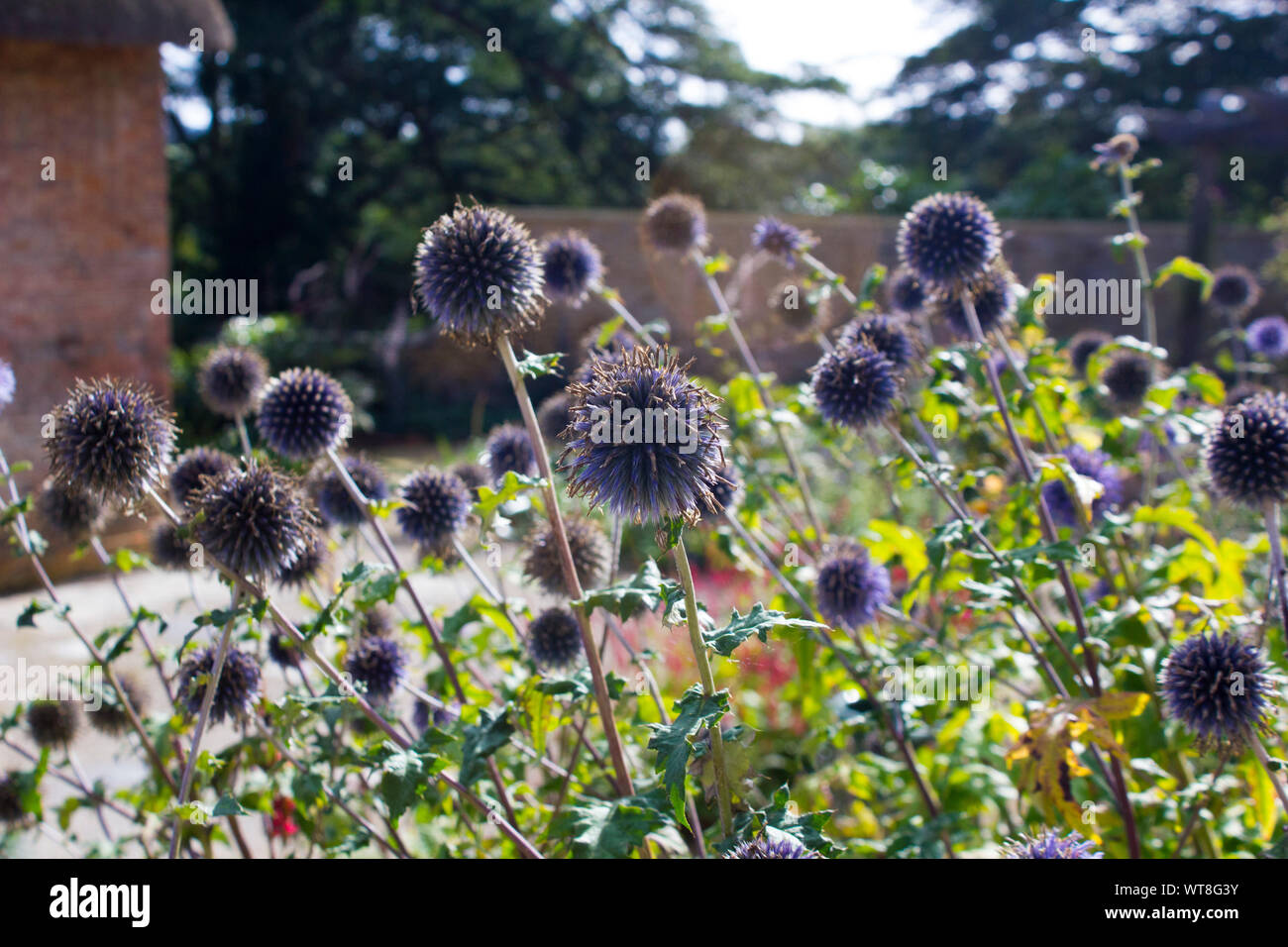 Ende des Sommers echinops bannaticus, blauer Globus Blumen - ähnlich wie Disteln Stockfoto