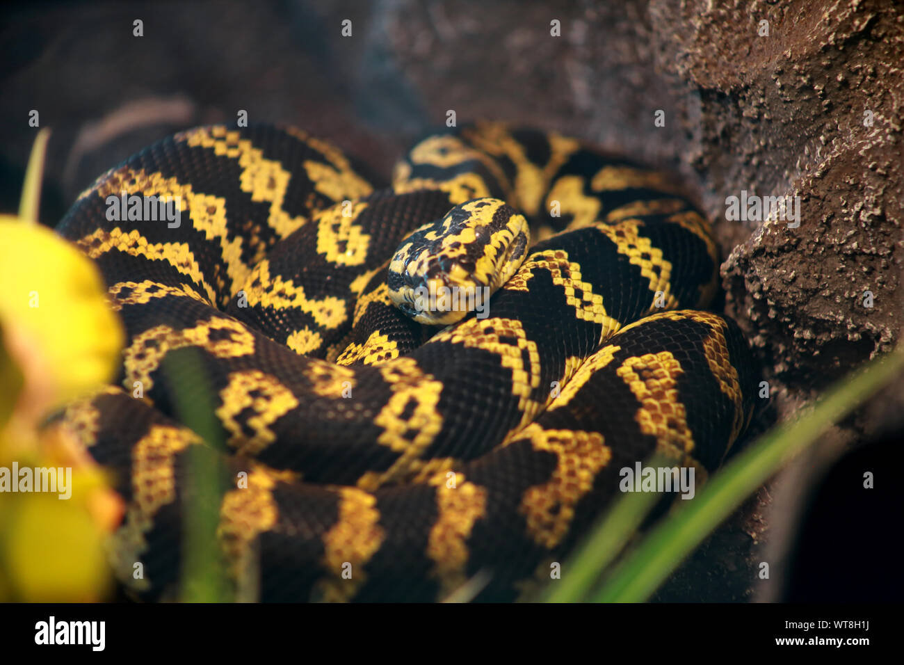 Dschungel teppichpython Schlange in gut ausgestatteten Terrarium ...