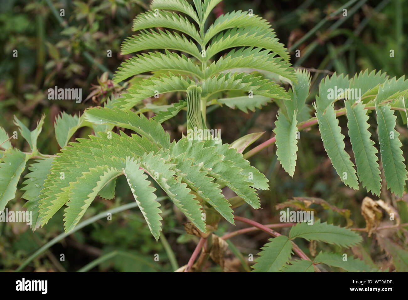 Melianthus Major an Clyne Gärten, Swansea, Wales, UK. Stockfoto