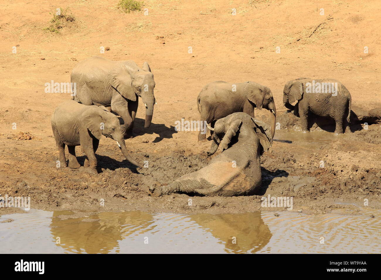 Elefanten, Kruger National Park Stockfoto