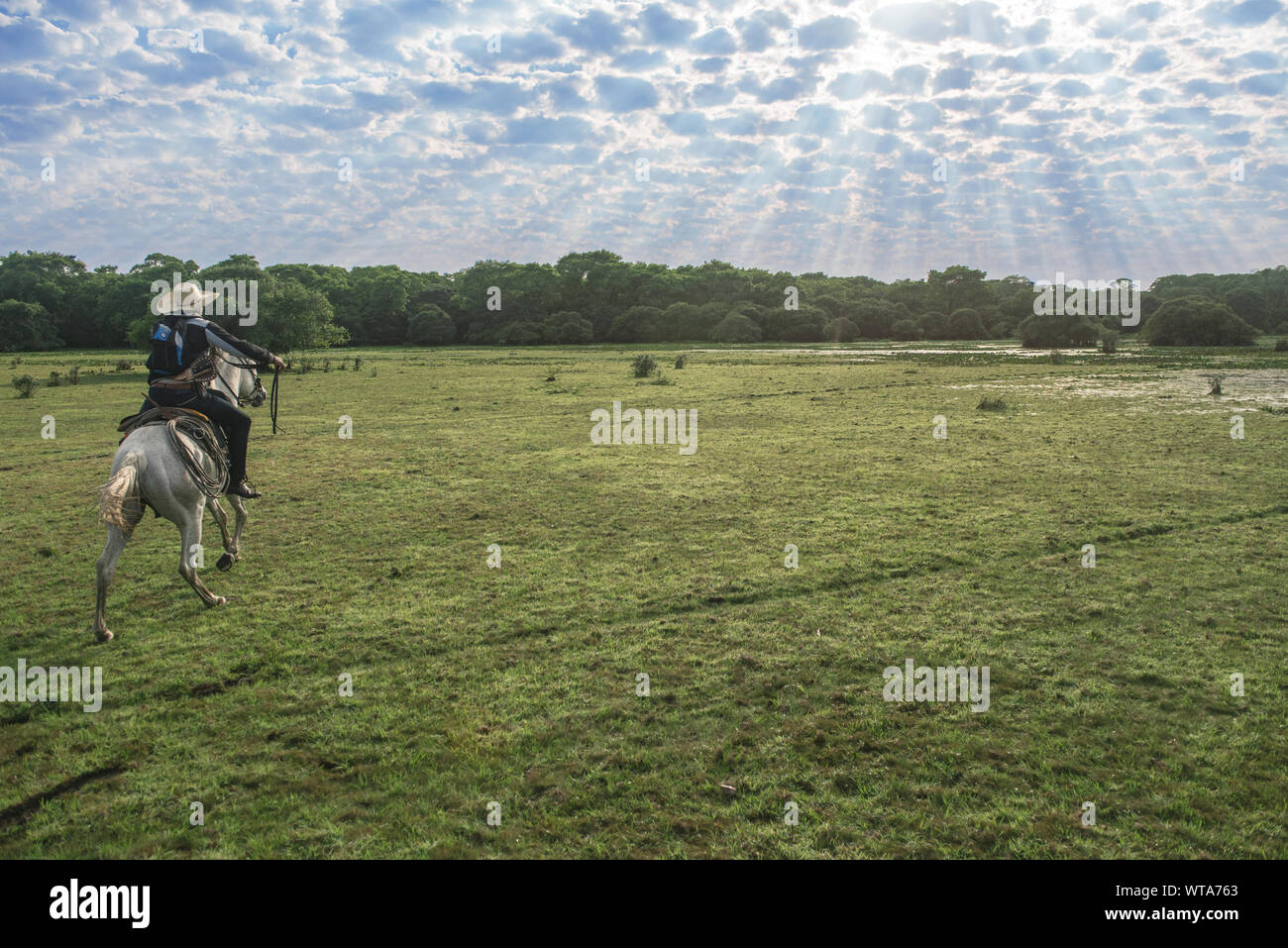 Pantaneiro auf einem weißen Pferd entlang der Feuchtgebiete Stockfoto