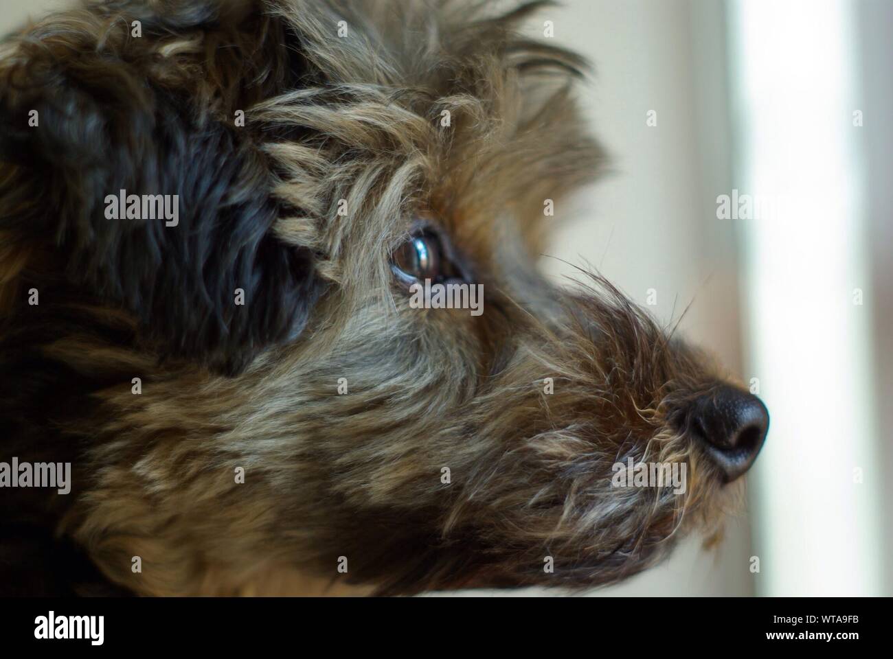 Profil von Hund in Home Stockfoto