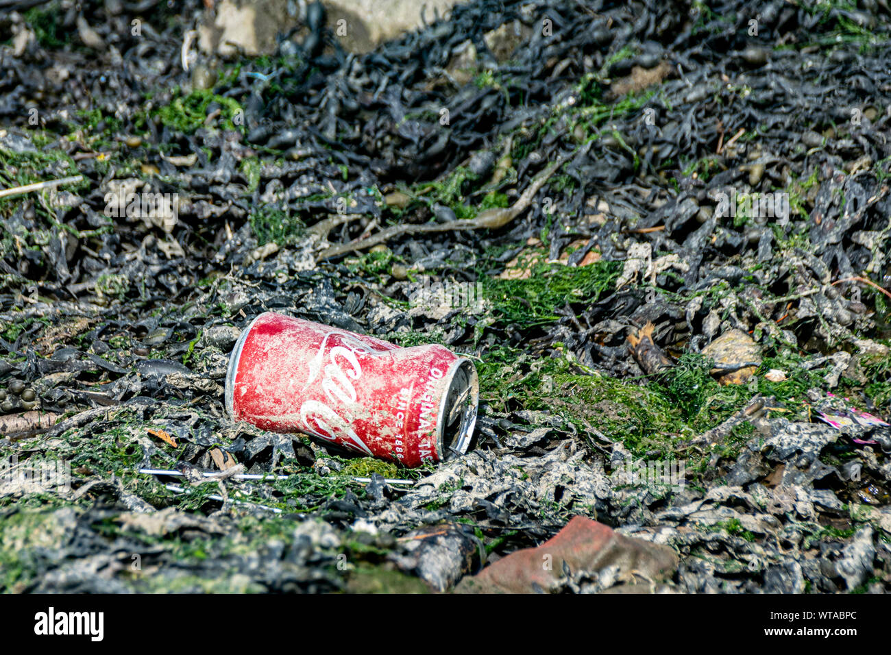 Kunststoff- und Aluminium- getränkedosen an Algen Küste, Plymouth, Devon, Großbritannien Stockfoto