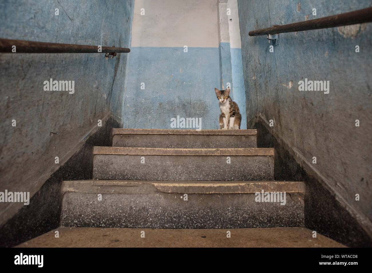 Katze in einem Mietshaus von Sao Paulo Downtown Stockfoto