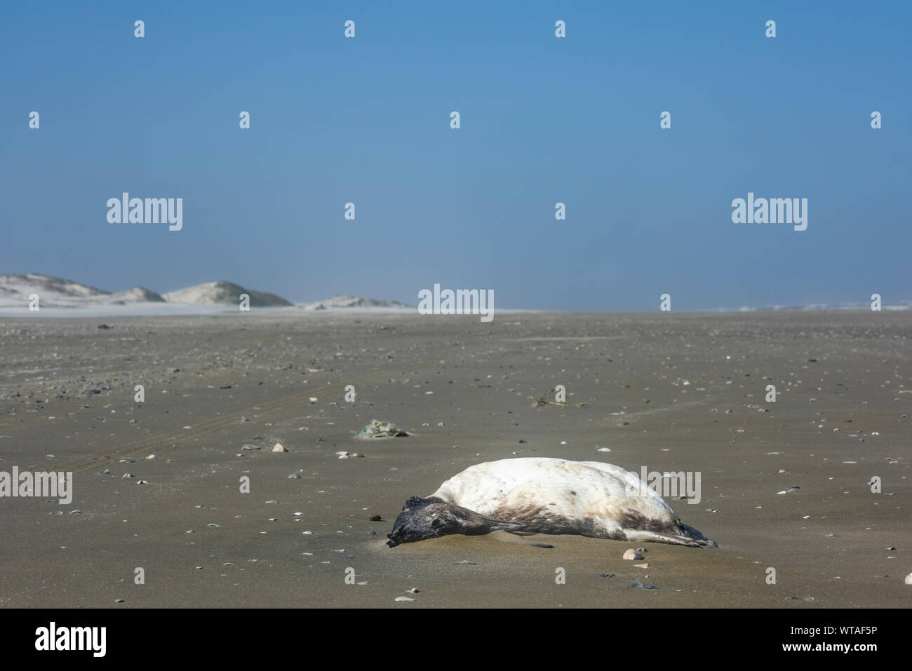 Toten Pinguin in brasilianischen Strand Stockfoto