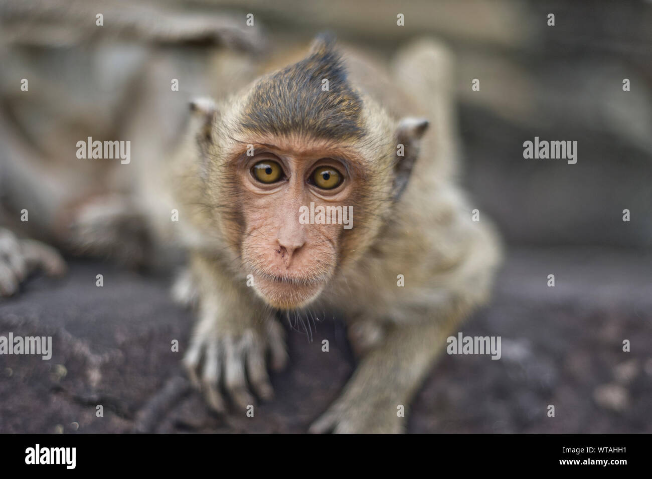 Monkey rund um Angkor Wat Tempel Stockfoto