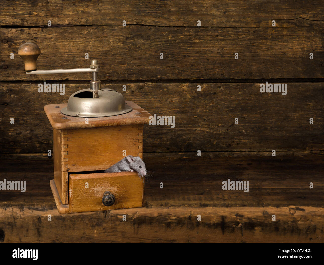 Digitale Kulisse für zusammengesetzte Bilder eines antiken Holzregal mit einer Kaffeemühle und eine lebende Maus Stockfoto