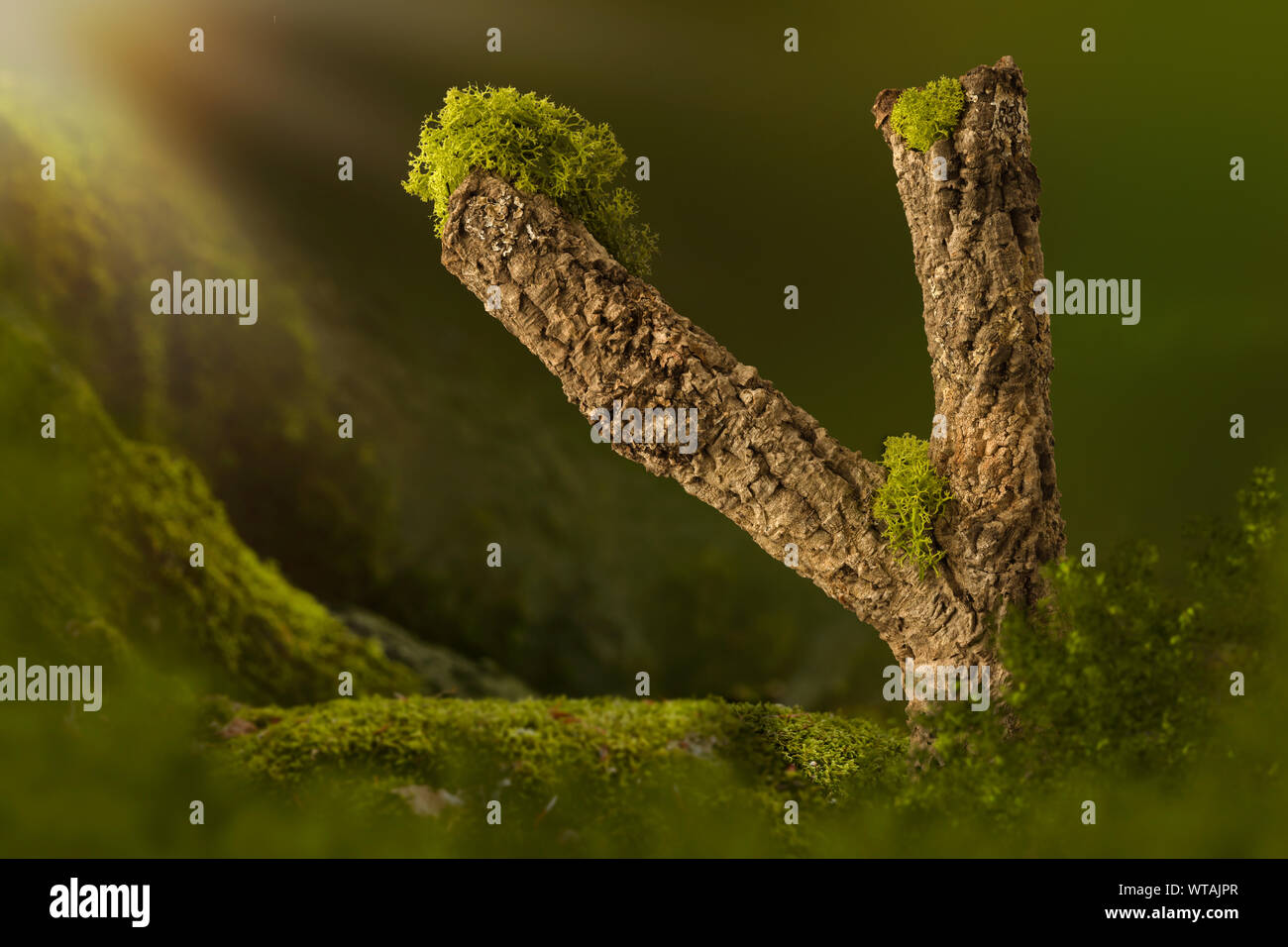 Digitale Kulisse für Composites mit bemoosten Baum Stockfoto