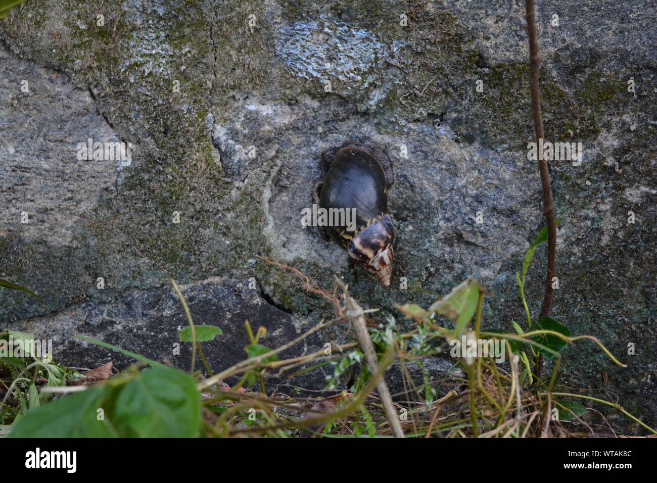Kerala Indien Stockfoto