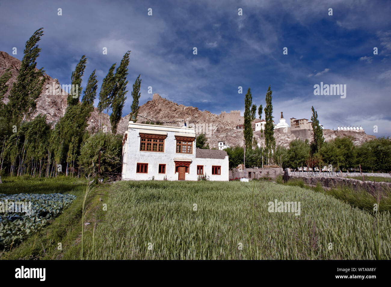 Traditionelle Tibetische Haus und wunderschön grünlich Garten in Leh Stockfoto