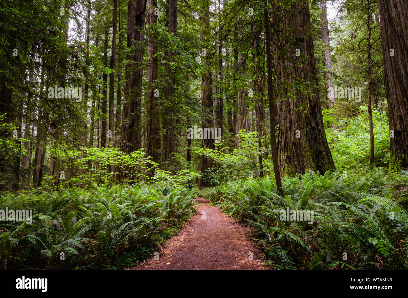 Leeren Pfad in einem Redwood Sequoia Wald Stockfoto