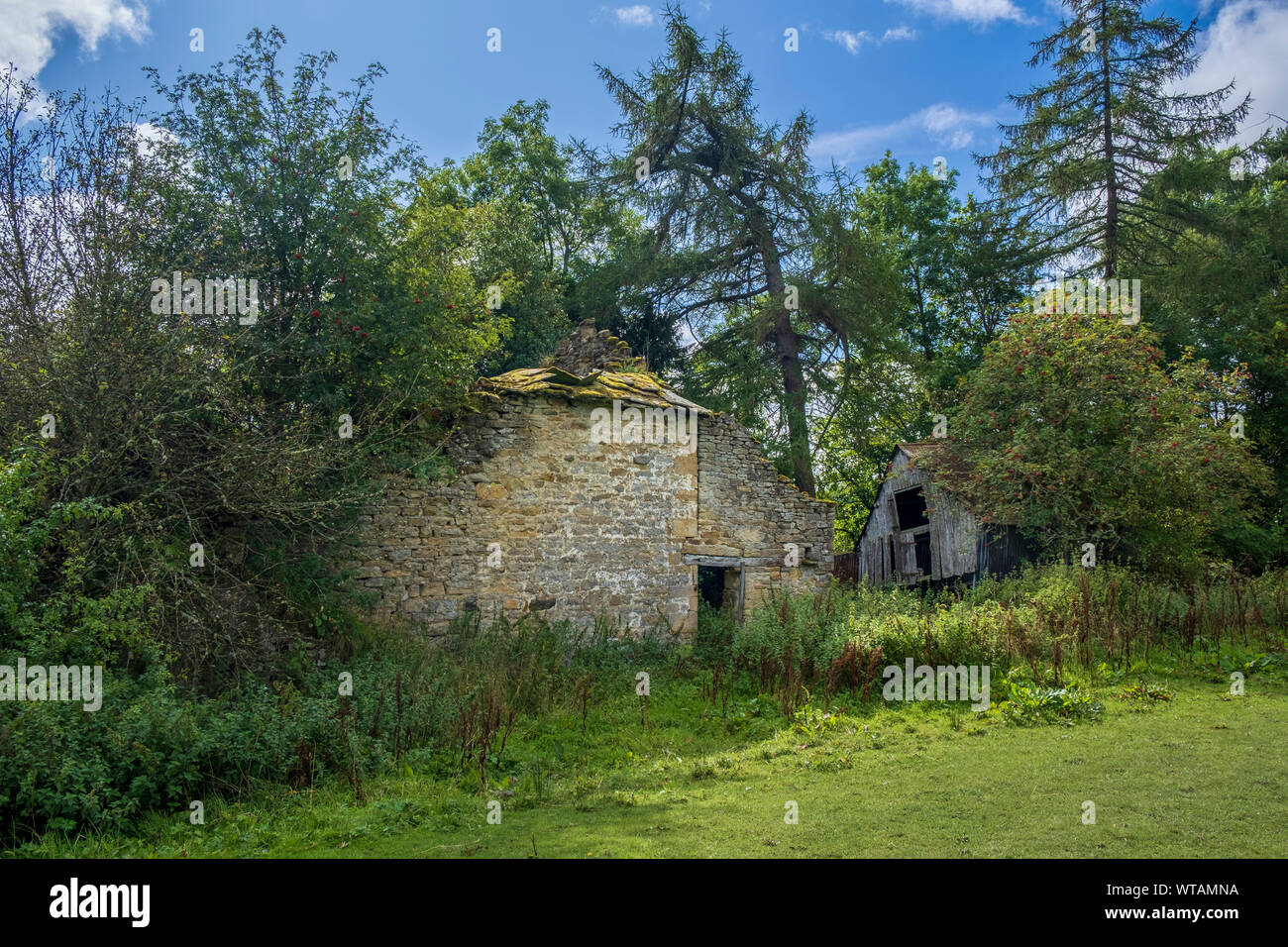 Ruinen von einem Haus in der englischen Landschaft zurück zur Natur - verlassene und verfallene Ruine für das Bauernhaus und die Scheune von Vegetation und Bäumen überwuchert Stockfoto