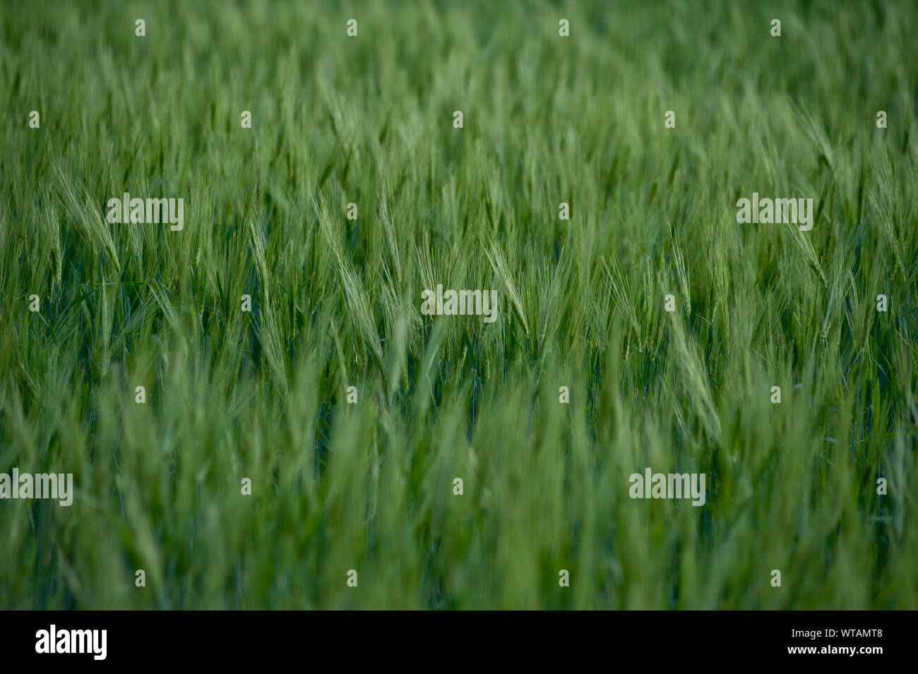 Gras in einer grünen Wiese Stockfoto