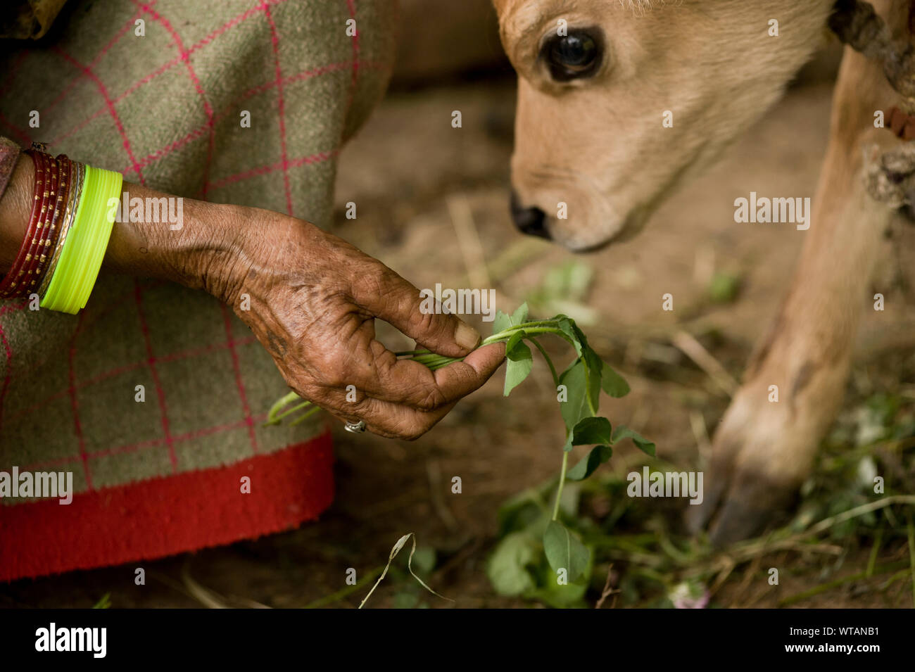 Alte Kullu lady feeds Kalb im Garten ihres Hauses Stockfoto